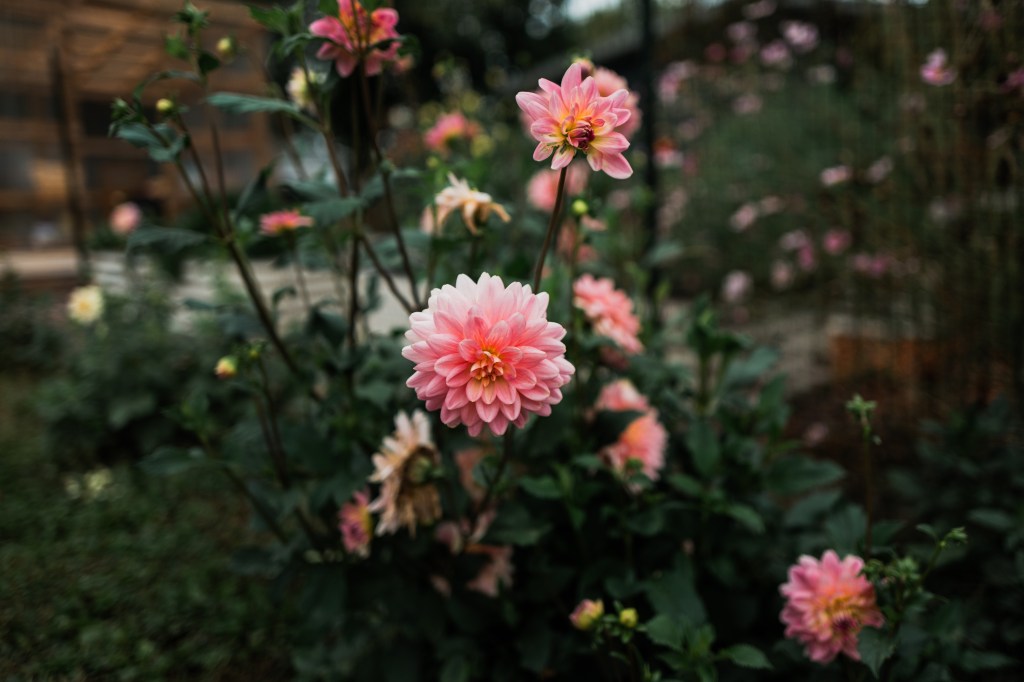 A Dose of&nbsp;Dahlia